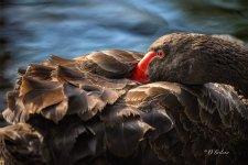 _DAB1654-topaz-denoiseraw-sharpen.jpg