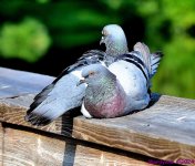 DSC_9461_001.JPG
