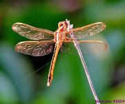 DSC_9485_001.JPG