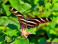 DSC_9553_001.JPG
