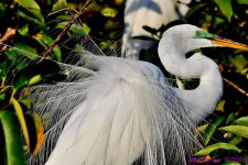 DSC_9557_001.JPG