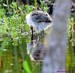 DSC_9630_001.JPG