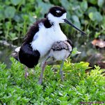 DSC_9643_001.JPG