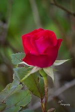 24-05-08_D503961-240508-165215-ON1-CR.jpg