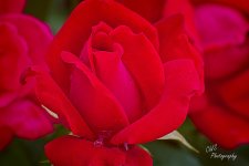 24-05-08_D503964-240508-165415-ON1-CR.jpg