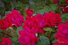 24-05-08_D503965-240508-165441-ON1-CR.jpg