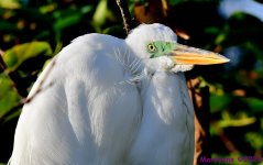 DSC_9677_001.jpg