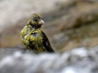 Goldfinch.jpg
