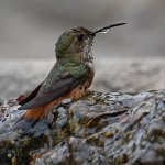 Hummer6.jpg