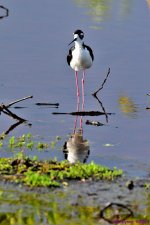 DSC_9748_001.JPG