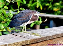DSC_9786_001.JPG