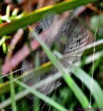 DSC_9800_001.JPG