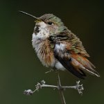 Hummer25.jpg