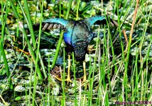 DSC_9830_001.JPG
