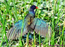 DSC_9836_001.JPG
