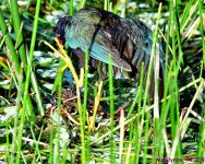 DSC_9842_001.JPG