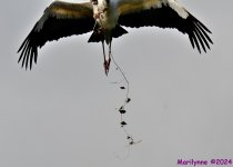 DSC_9919_001.JPG