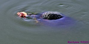 DSC_0378_001.JPG