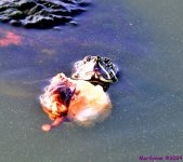 DSC_0379_001.JPG