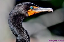 DSC_0476_001.JPG