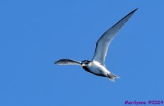 DSC_0496_001.JPG