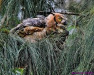 DSC_0585_001.JPG
