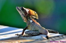 DSC_0610_001.JPG