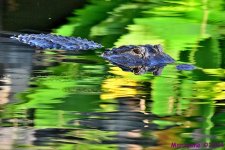 DSC_0696_001.JPG
