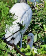 DSC_0779_001.JPG