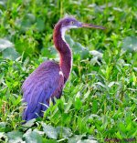 DSC_0812_001.JPG