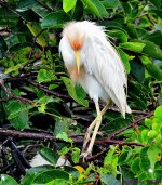DSC_0858_001.JPG