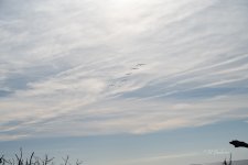 _DSC2946.jpg