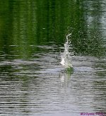 DSC_0911_001.JPG