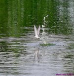 DSC_0912_001.JPG