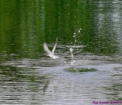 DSC_0913_001.JPG