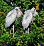 DSC_1015_001.JPG