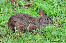 DSC_1086_001.JPG