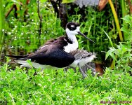 DSC_1119_001.JPG