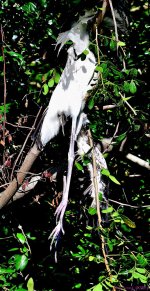 DSC_1244_001.JPG