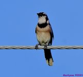 DSC_1245_001.JPG