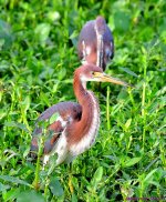 DSC_1252_001.JPG