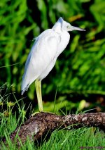 DSC_1268_001.JPG