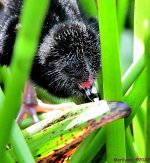 DSC_1296_001.JPG