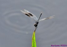 DSC_1312_001.JPG