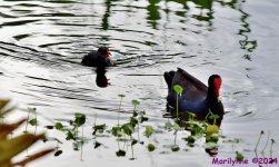DSC_1364_001.JPG