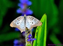DSC_1378_001.JPG