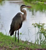 DSC_1384_001.JPG