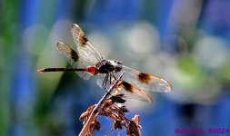 DSC_1402_001.JPG