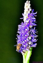 DSC_1437_001.JPG