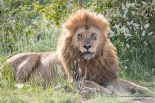 backlit lion exposuretours.jpg